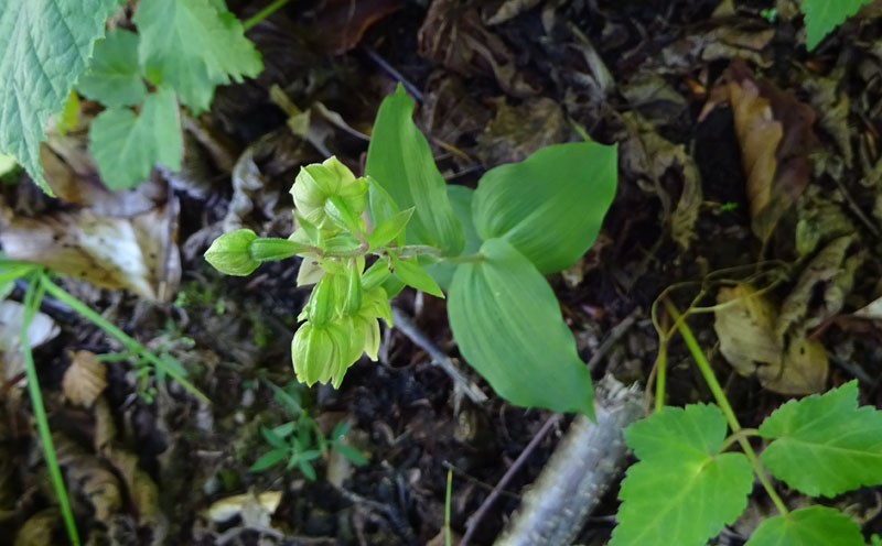 Epipactis helleborine.......da Sopramonte (TN)